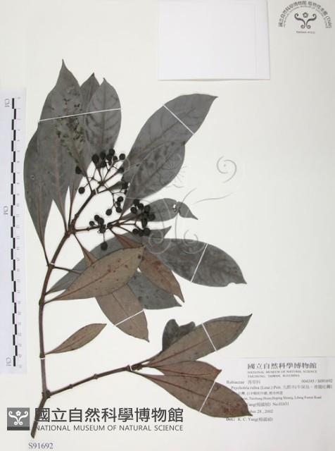 九節木、牛屎烏、青龍吐霧藏品圖，第1張