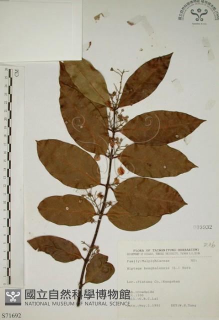 Bengal Hiptage Collection Image