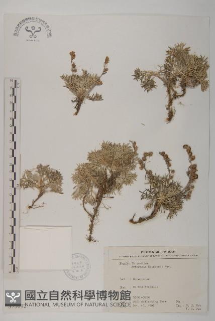 山艾藏品圖，第1張