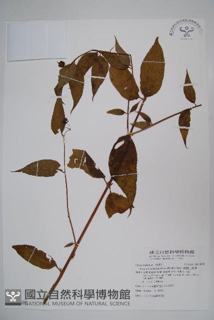 臺灣土黨參藏品圖，第1張