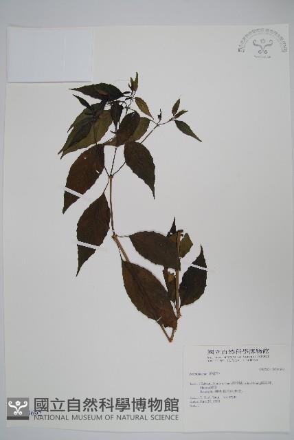 登錄號:S034692藏品圖，第1張