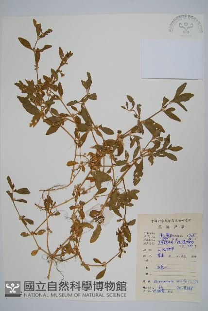 蓮子草藏品圖，第1張