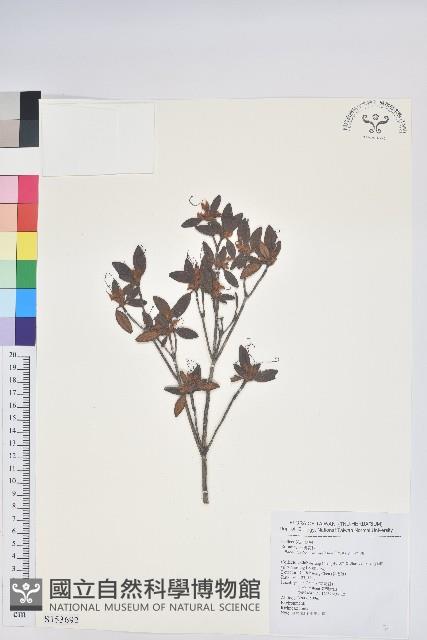 紅毛杜鵑藏品圖，第1張