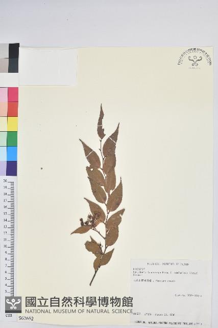 白珠樹藏品圖，第1張