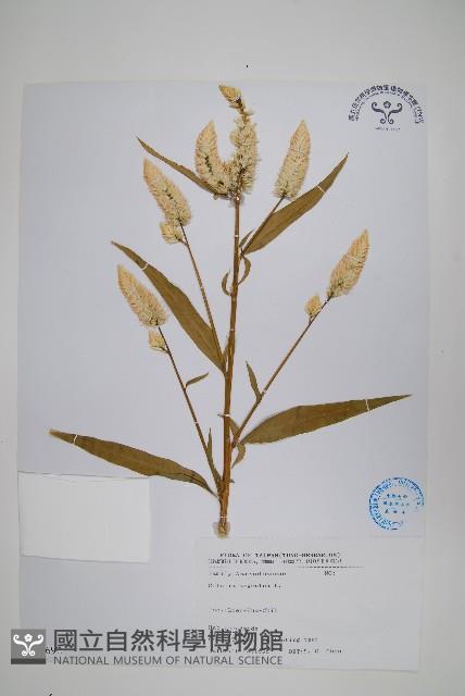 青葙藏品圖，第1張