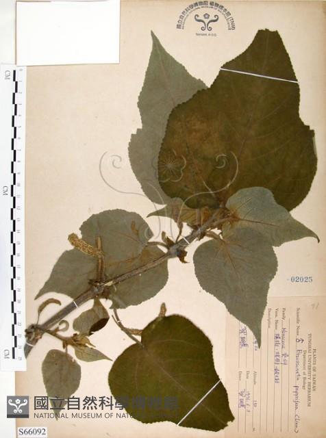 構樹藏品圖，第1張