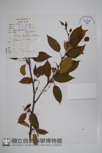 高山樺藏品圖，第1張