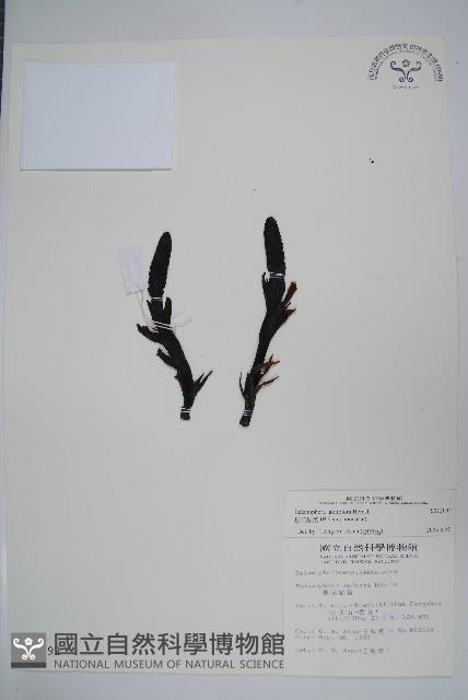 穗花蛇菰藏品圖，第1張