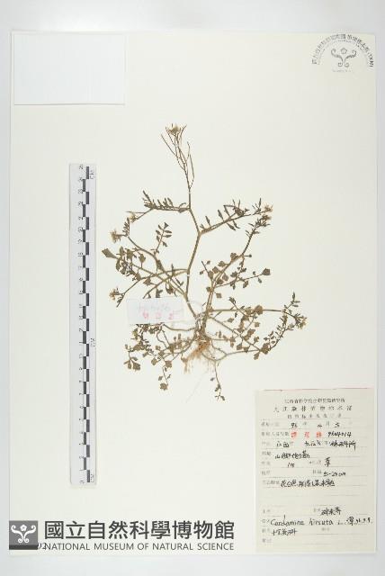 碎米薺藏品圖，第1張