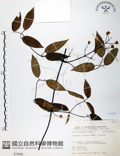 柱果鐵線蓮藏品圖，第1張