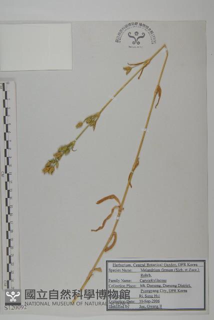 堅硬女婁菜藏品圖，第1張