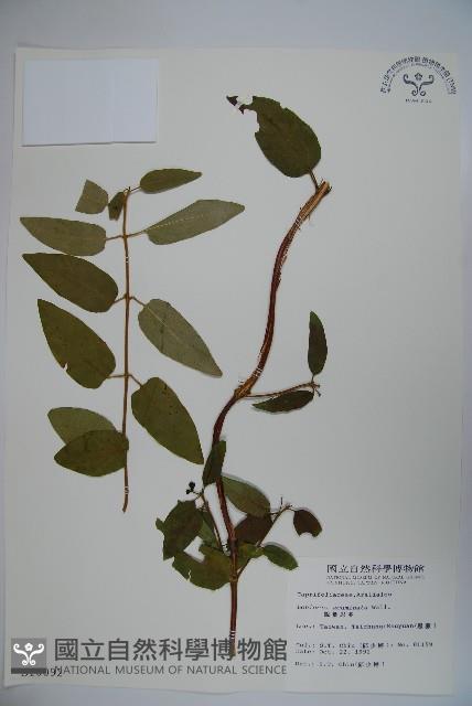 阿里山忍冬、漸尖葉忍冬藏品圖，第1張