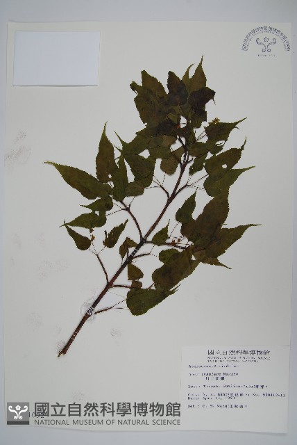 大屯尖葉槭, 川上氏槭藏品圖，第1張