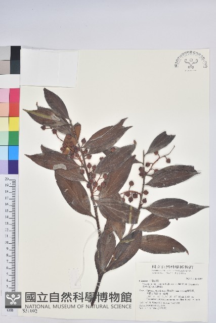 珍珠花、長尾葉越橘藏品圖，第1張
