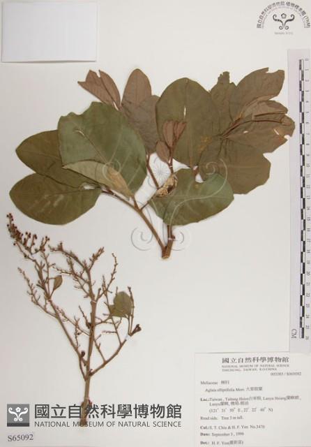 大葉樹蘭藏品圖，第1張