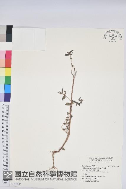 Accession Number:S175092 Collection Image