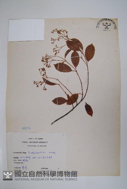 酸藤藏品圖，第1張