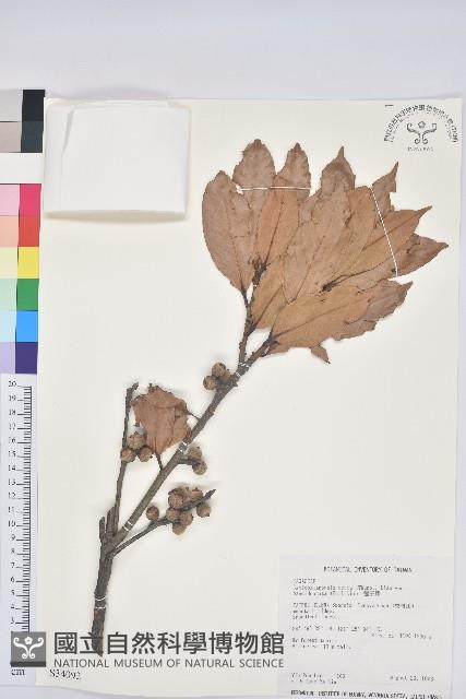 毽子椆藏品圖，第1張