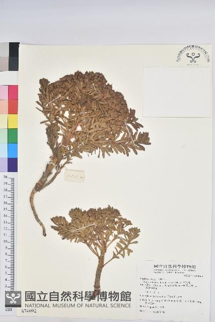 大狼毒藏品圖，第1張