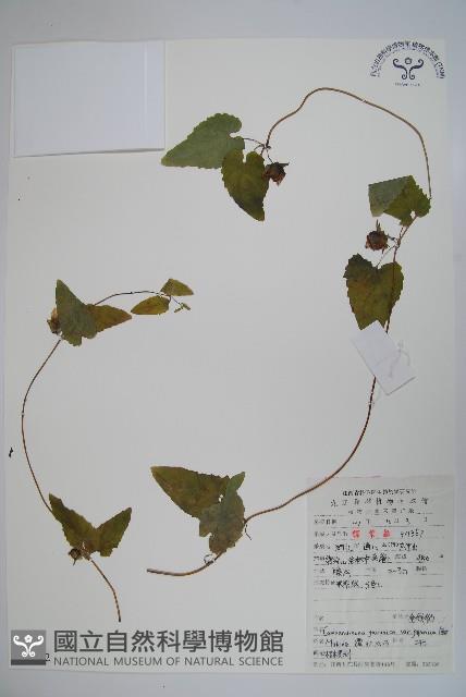 金錢豹藏品圖，第1張