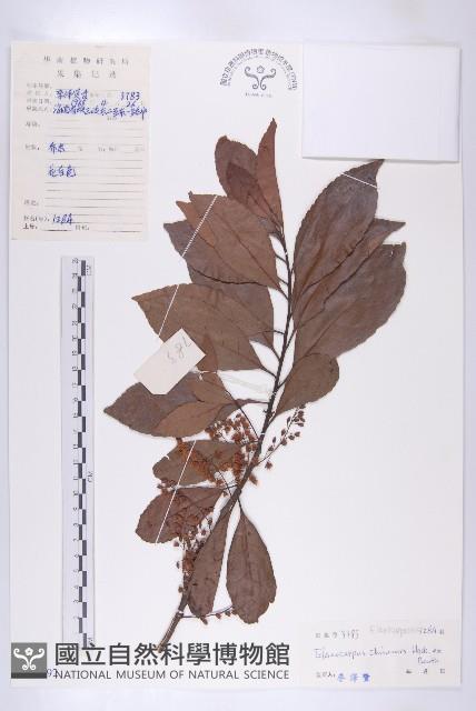 華杜英藏品圖，第1張