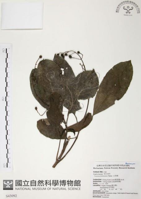 山香圓藏品圖，第1張