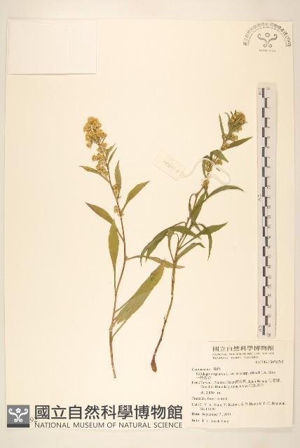 一枝黃花藏品圖，第1張