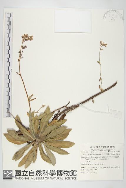 細葉假黃鵪菜藏品圖，第1張