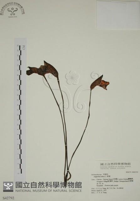 野菰藏品圖，第1張