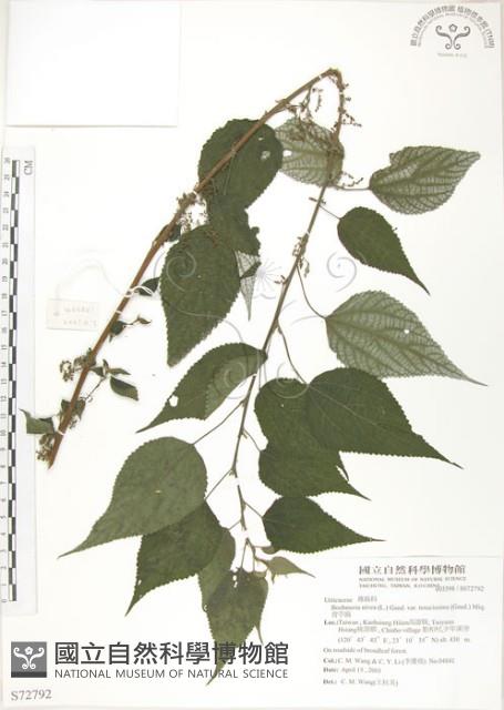 青苧麻藏品圖，第1張