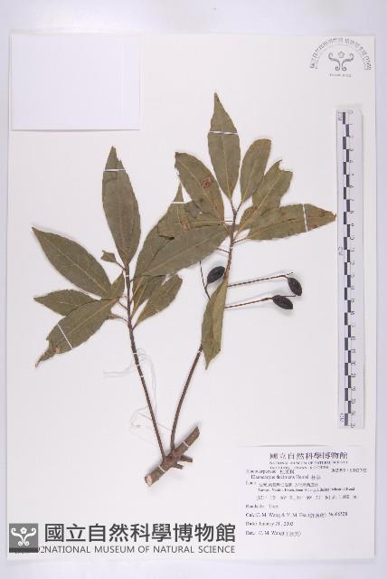 杜英藏品圖，第1張