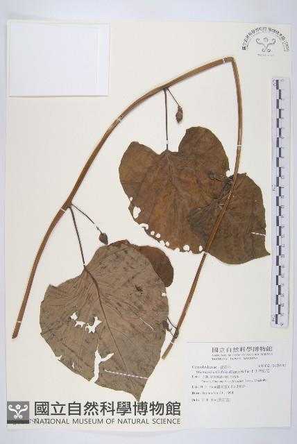 大萼旋花藏品圖，第1張