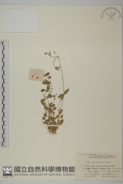 球序卷耳藏品圖，第1張