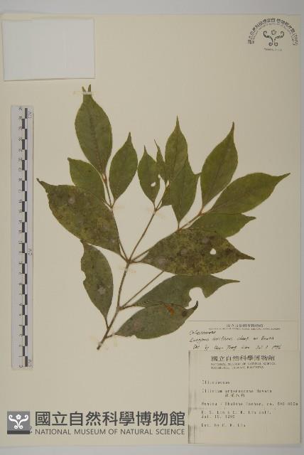 Taiwan euonymus Collection Image, Figure 1, Total 2 Figures