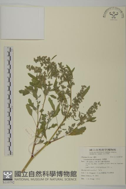 小葉藜藏品圖，第1張