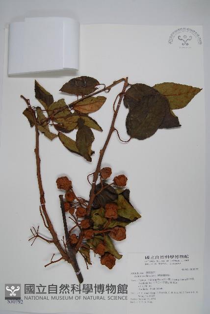 硬齒獼猴桃藏品圖，第1張