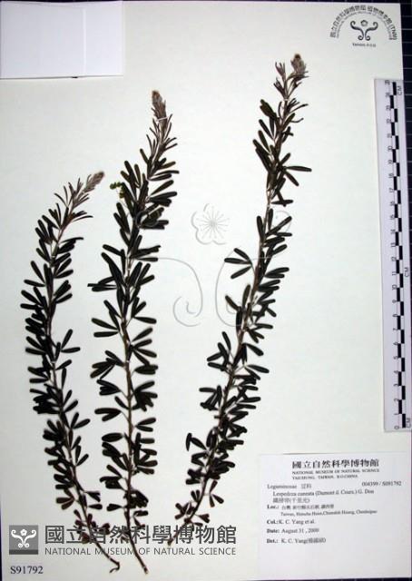 鐵掃帚、千里光藏品圖，第1張