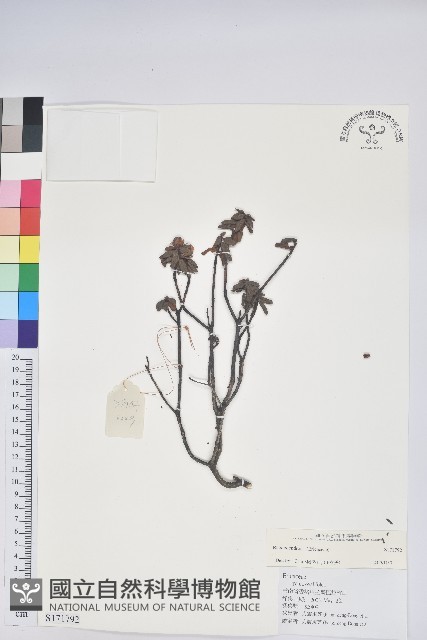 登錄號:S171792藏品圖，第1張