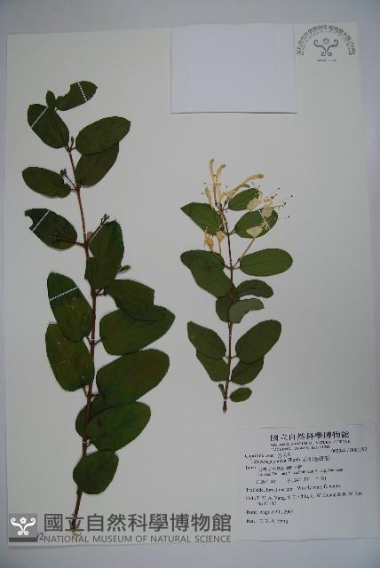 忍冬、金銀花藏品圖，第1張