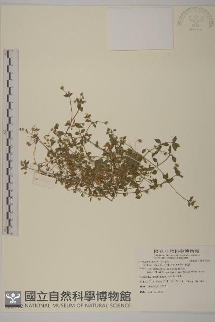 繁縷藏品圖，第1張