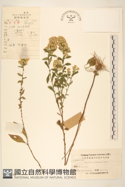 一枝黃花藏品圖，第1張