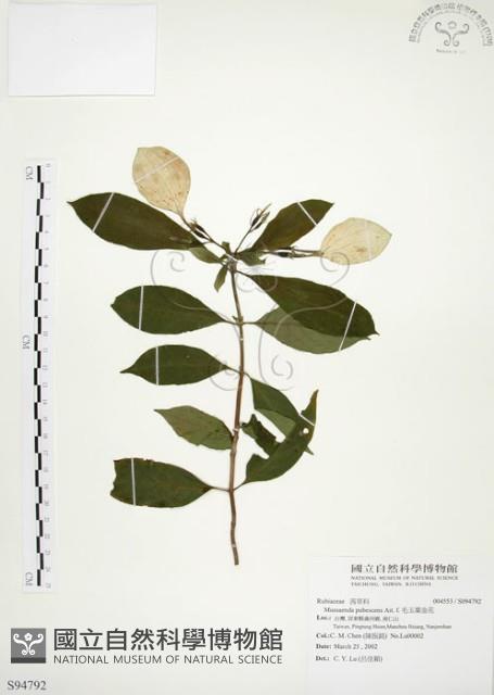 毛玉葉金花藏品圖，第1張