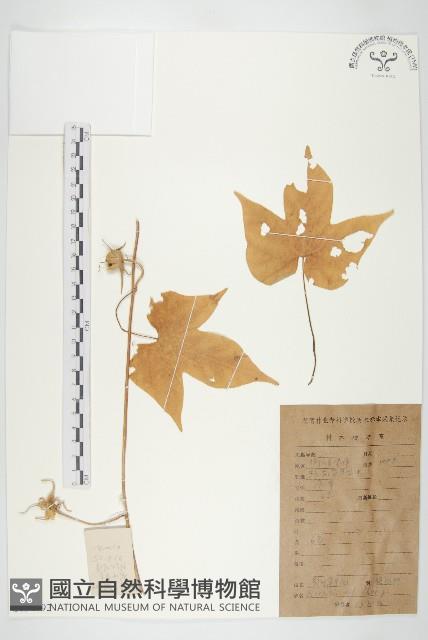 裂葉牽牛藏品圖，第1張