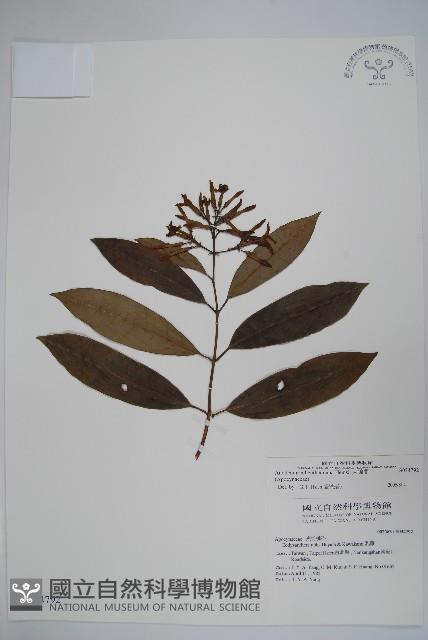 大錦蘭藏品圖，第1張