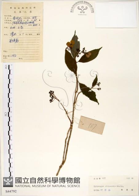 華八仙藏品圖，第1張