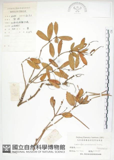 石吊蘭、吊石苣苔藏品圖，第1張