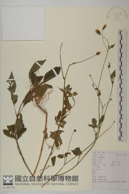 鬼針舅藏品圖，第1張