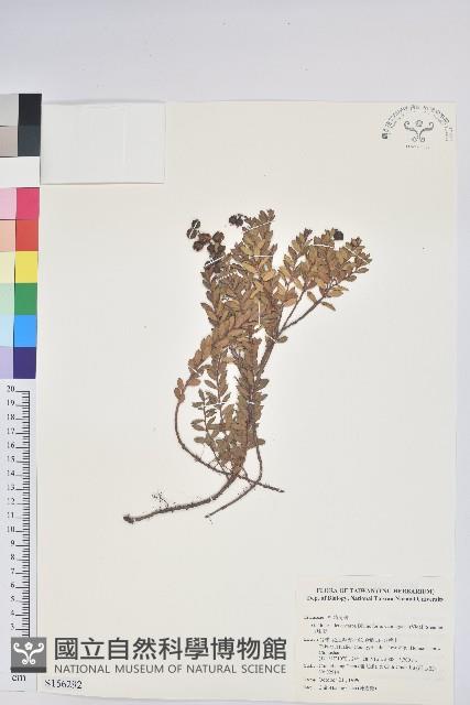 白珠樹藏品圖，第1張