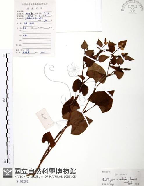 臭腥草、蕺菜藏品圖，第1張