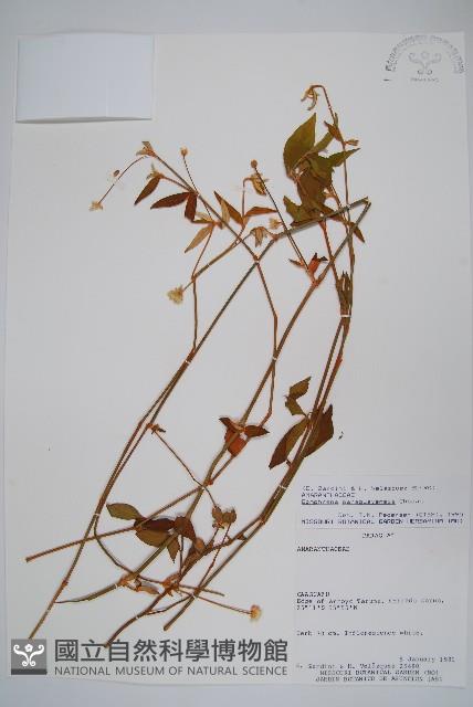 登錄號:S062292藏品圖，第1張